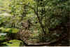 Lush greenery.JPG (99546 bytes)